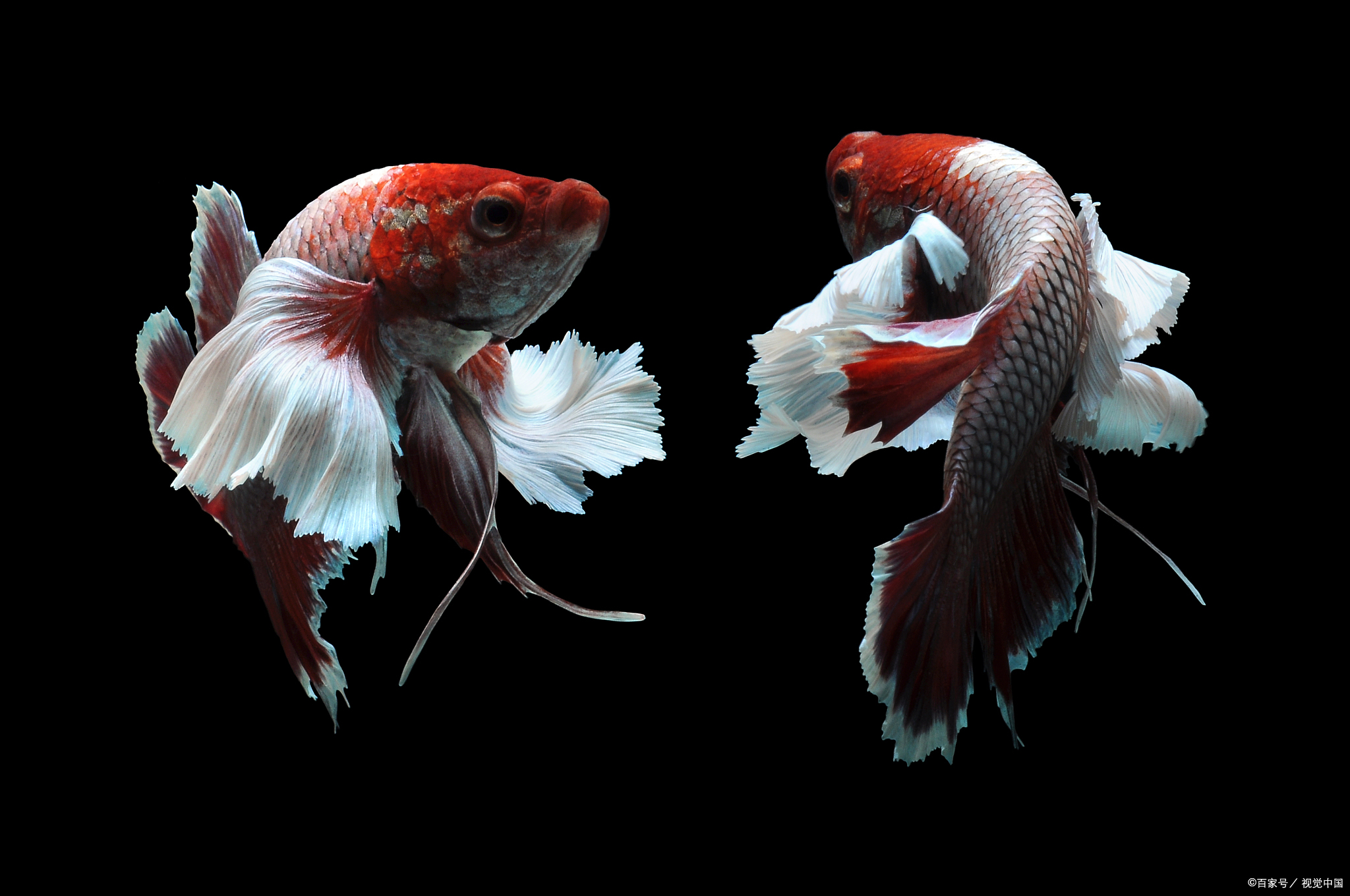 斗鱼入手注意事项,斗鱼什么时间买最便宜