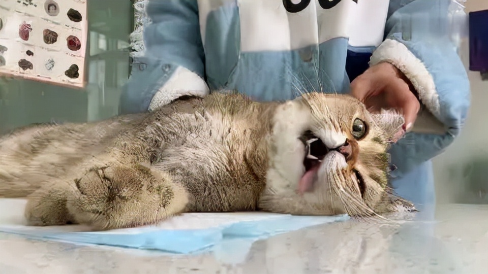 猫咪中毒了该怎么救,猫咪中毒怎么解救