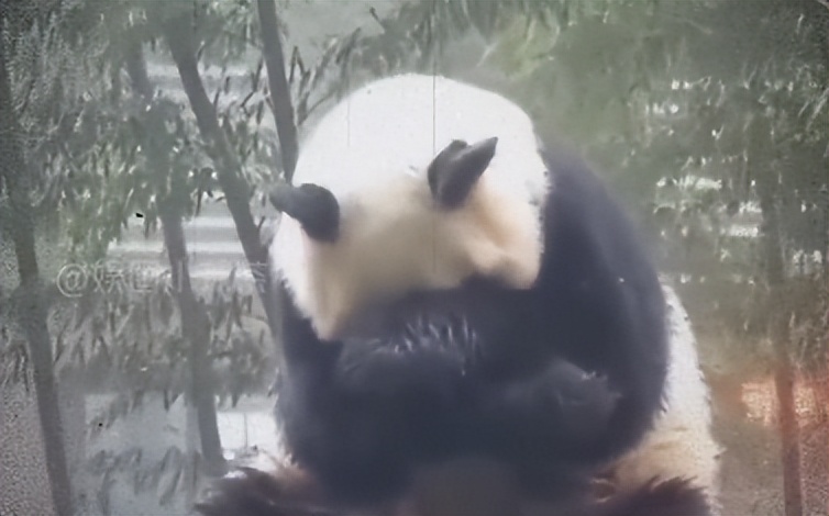 熊猫母子分开后再次相见,熊猫至死不渝的爱情
