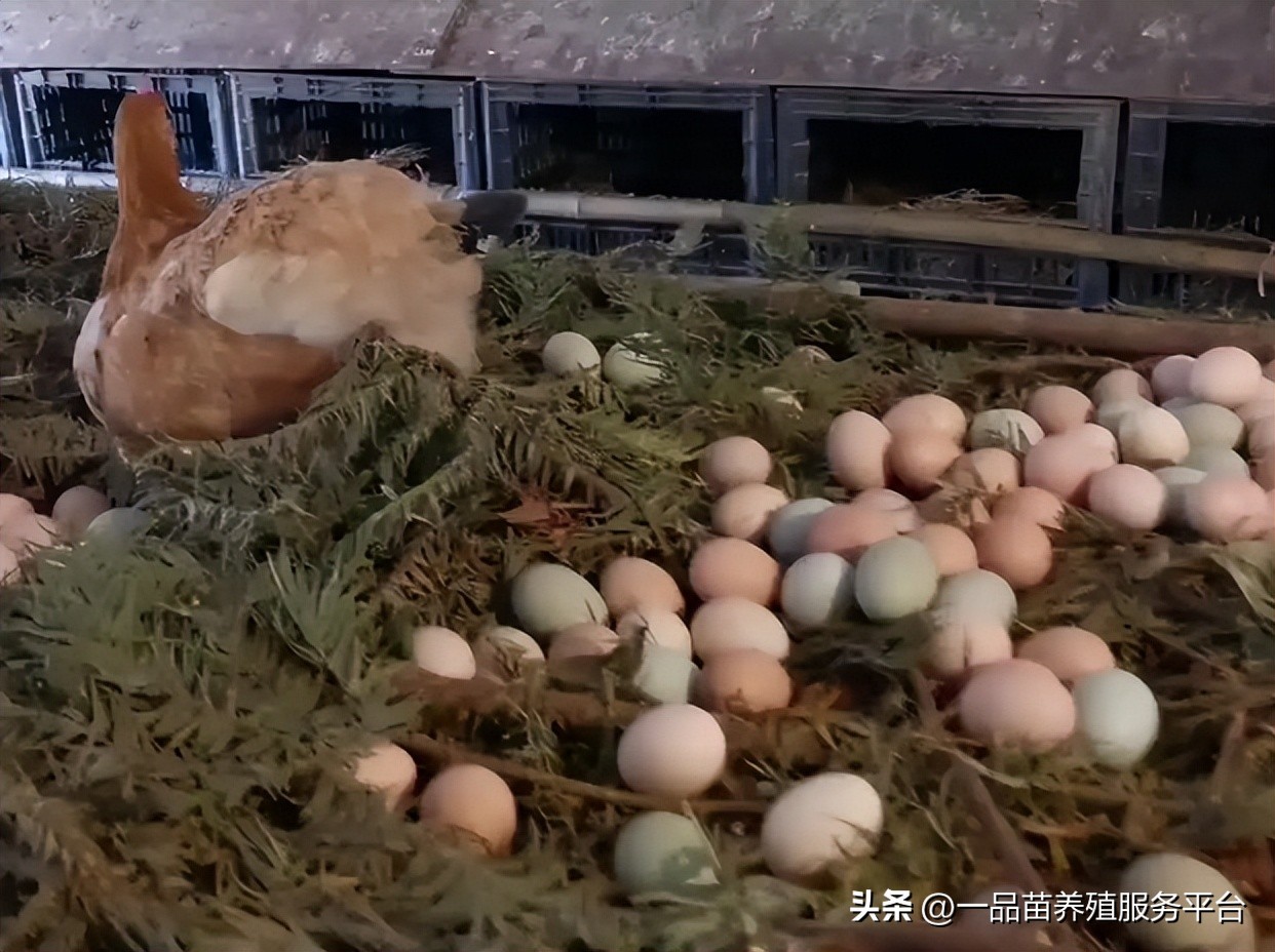 散养土鸡一天喂几次料才长肥,散养土鸡喂多少个蛋白