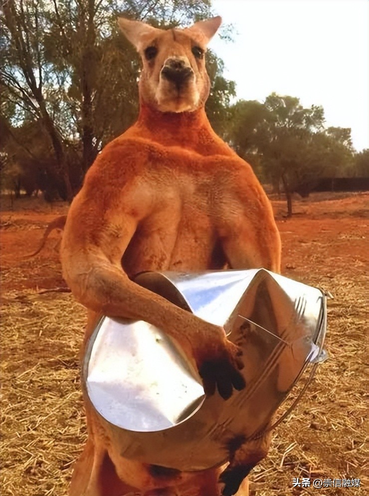 独行月球刚子踢沈腾,独行月球沈腾被袋鼠踢飞露肚子