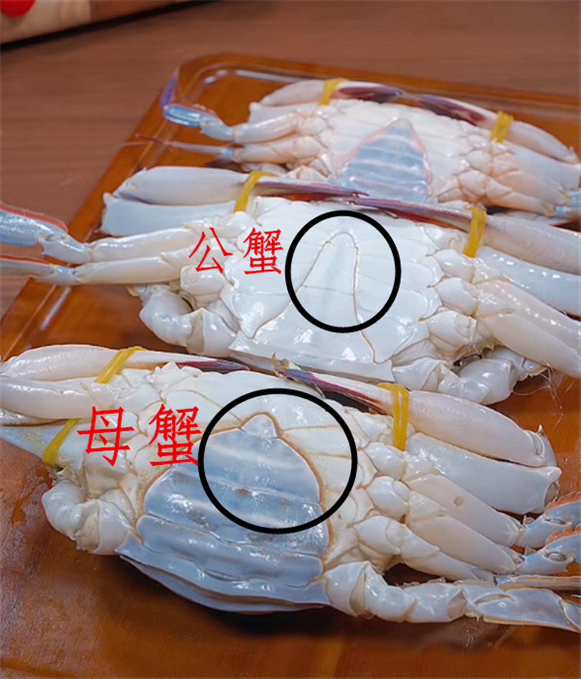 一招学会挑肥美梭子蟹,买梭子蟹攻略