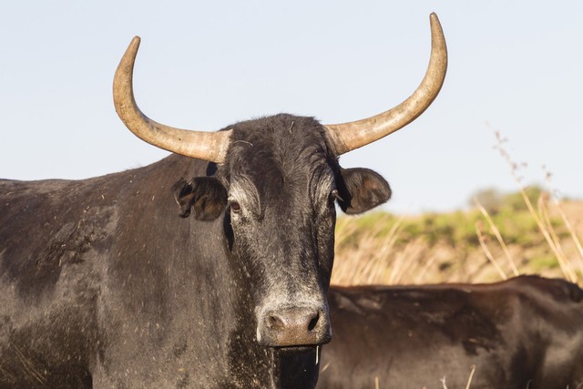 “吃嫩草”的老牛（短篇小说）