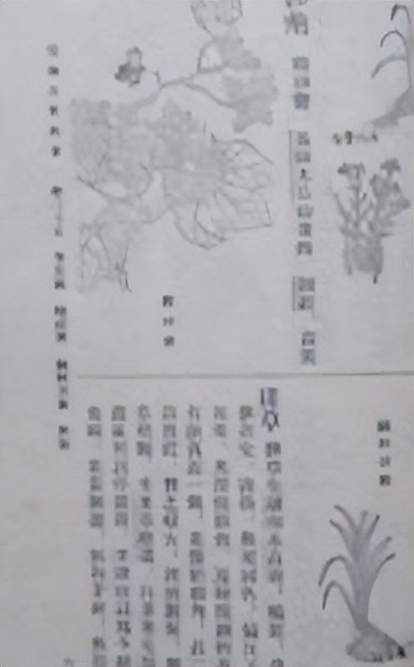 番荔枝要人工传粉吗,番荔枝来自哪里