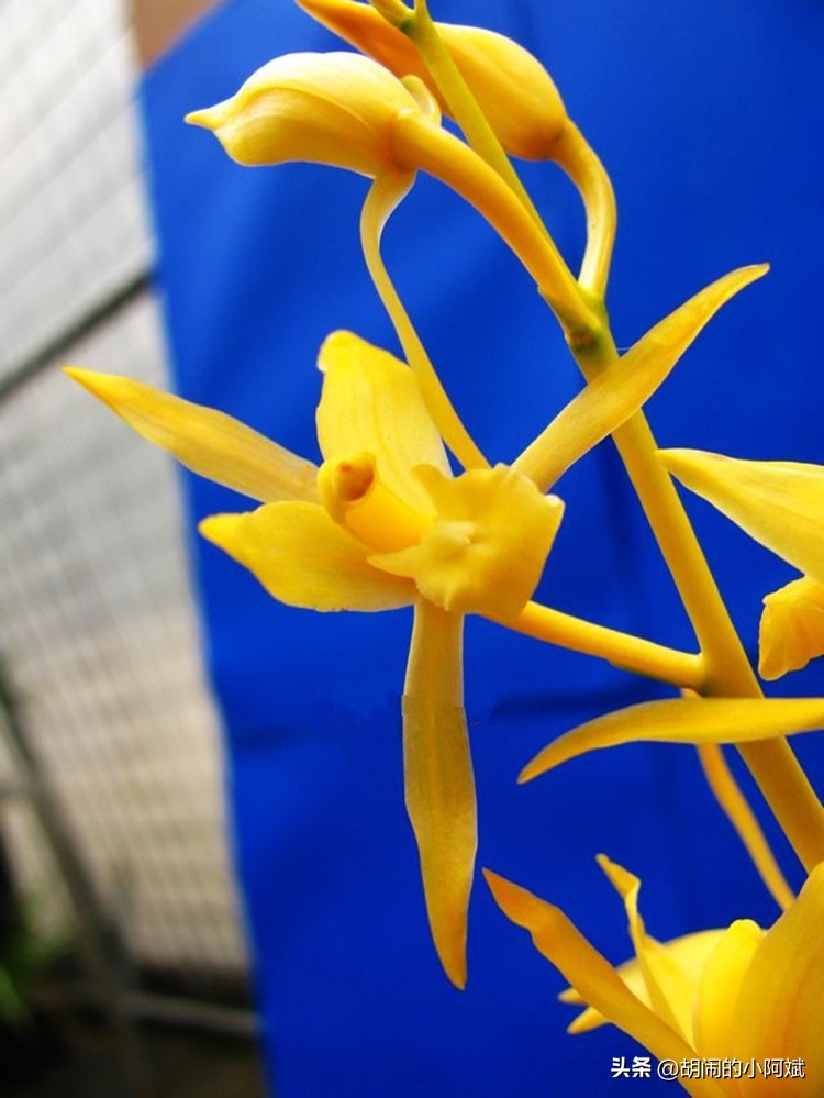 “兰为王者香，芬馥清风里”，这种兰花，浓香四溢，一朵香满屋