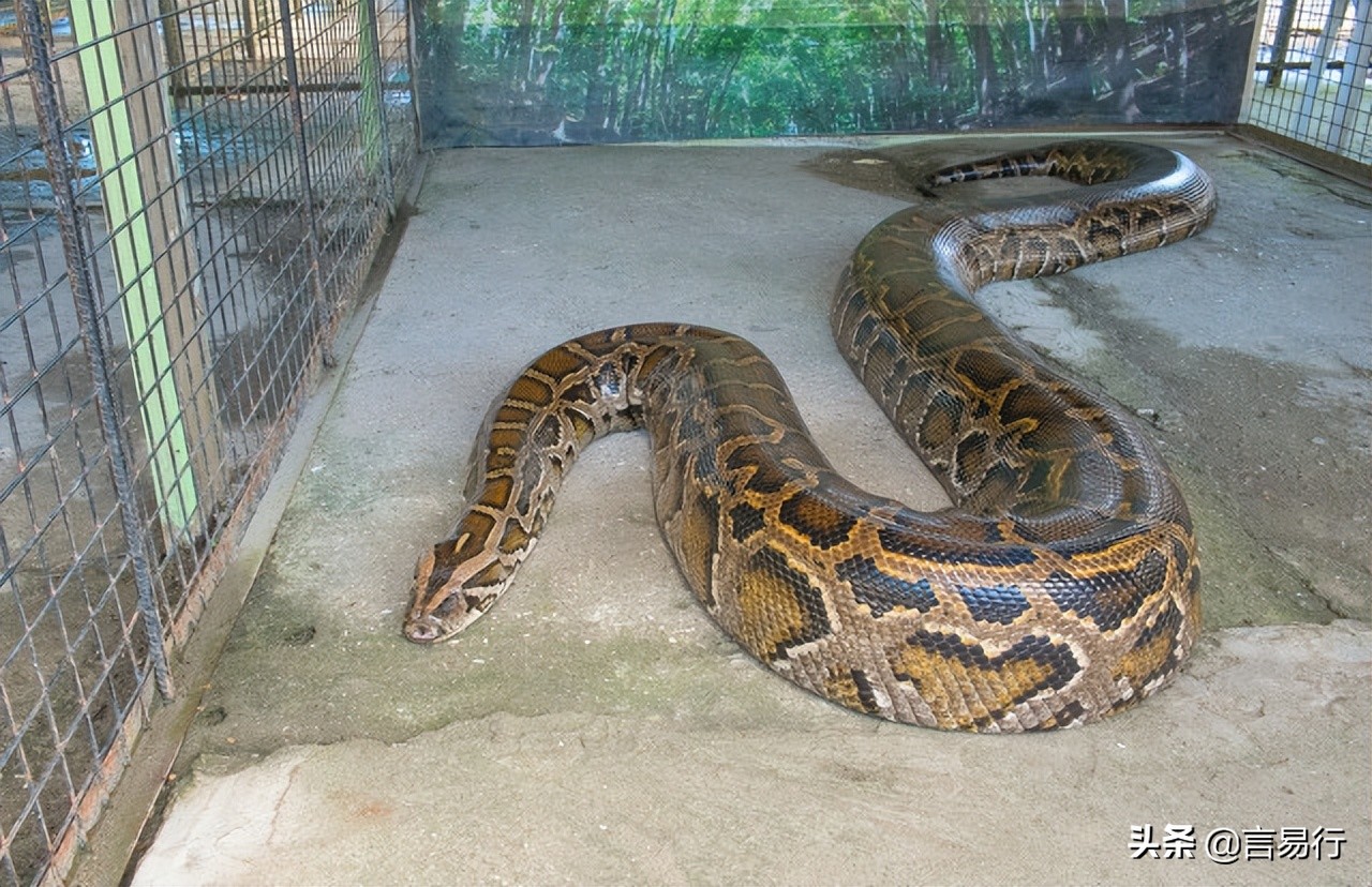 遇到蛇应该怎么防御,蛇怕什么植物驱蛇