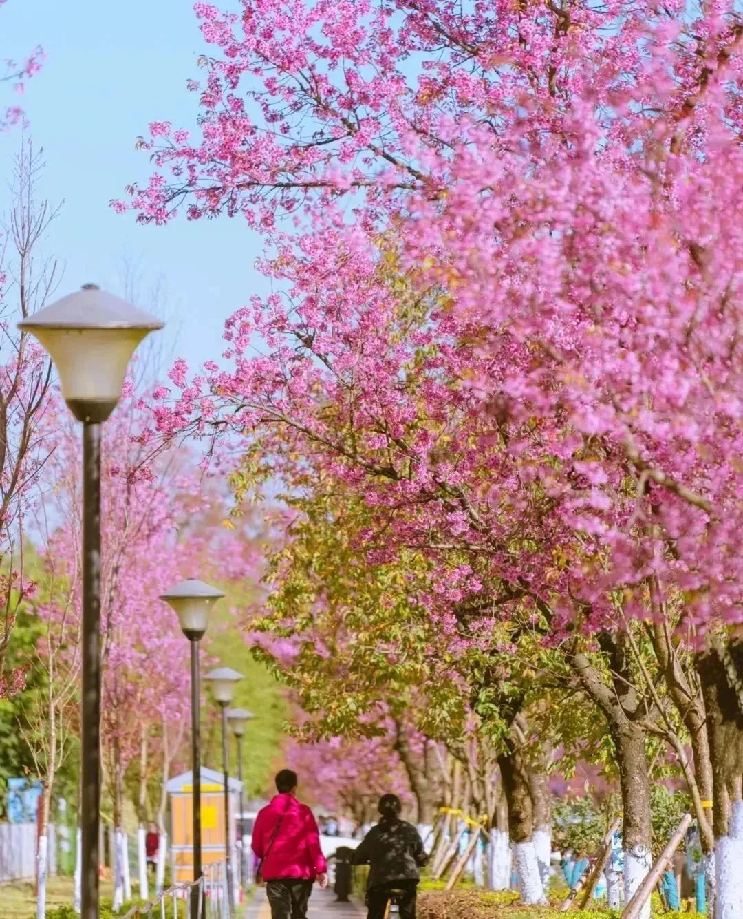 开了！开了！昆明陷入樱花海，粉色海洋铺天盖来袭