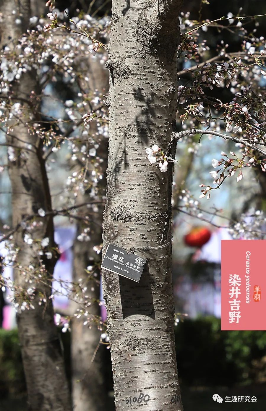 初春河津樱花图片大全,河津樱花品种大全