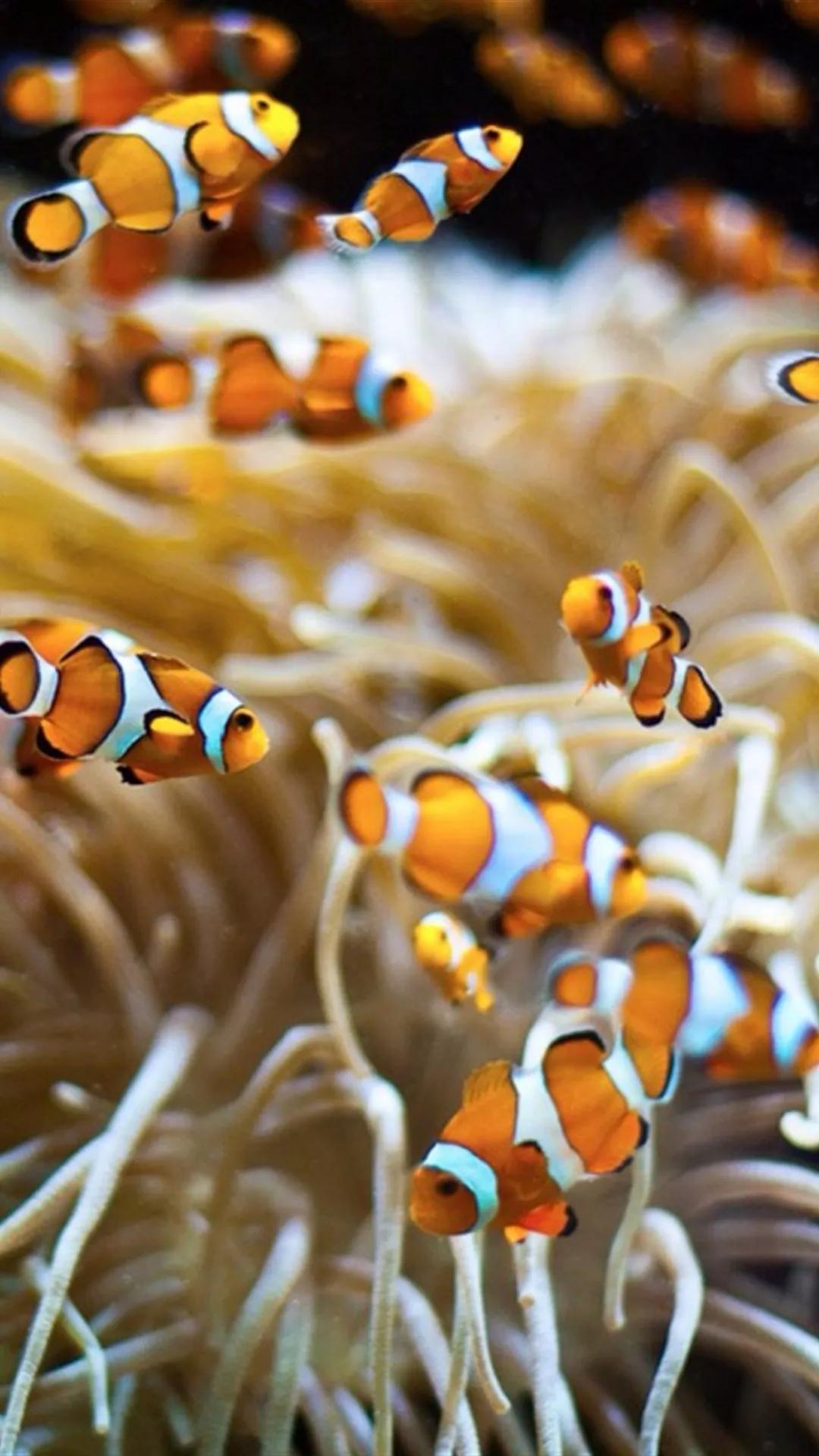 海底世界高清大图壁纸,手机动态海底世界鱼壁纸