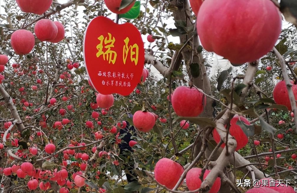 最新苹果品种排名,最有潜力苹果新品种前三名