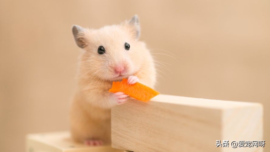 仓鼠品种大全及图片,仓鼠哪些品种不咬人