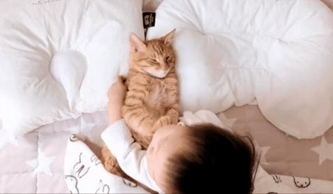 2018年全国宠物展排期表,深圳宠物展会2021排期明细表