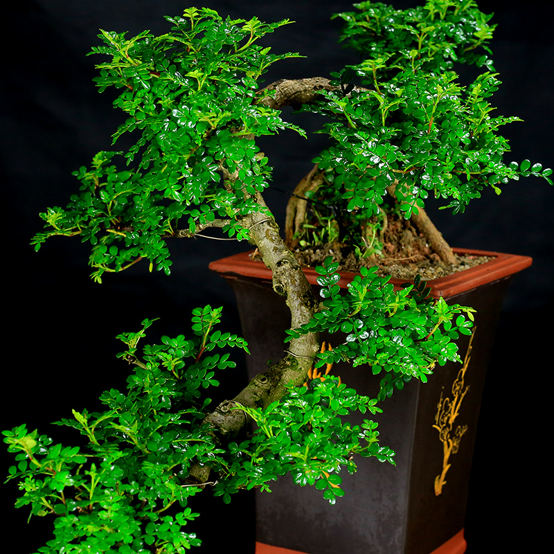 家庭盆景既好养又有观赏价值,各种小盆景大全图片