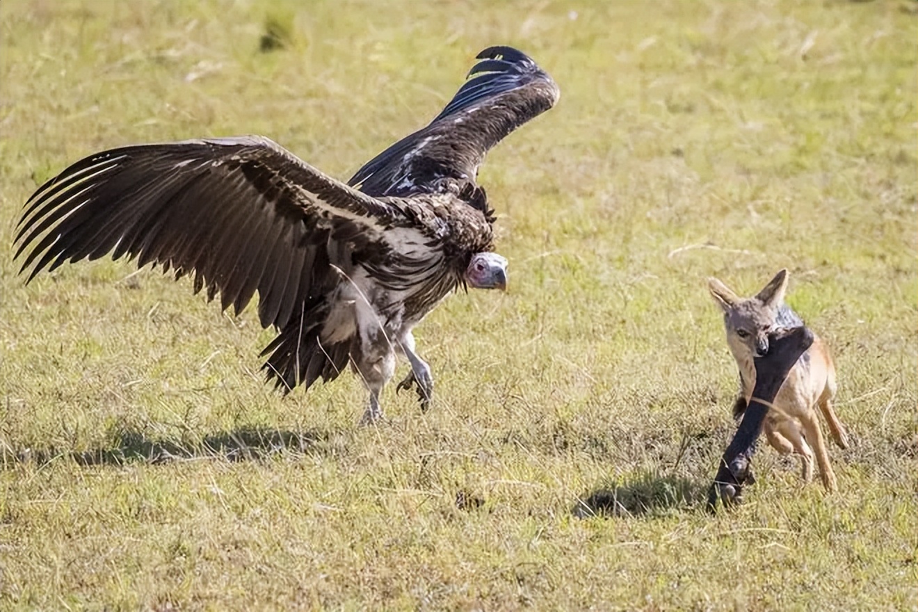 两米长巨鸟袭击村民后果令人震惊,河南巨型鸟王