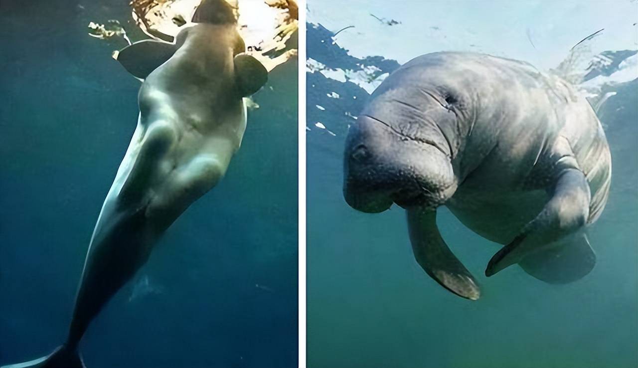 日本学者研究300岁木乃伊美人鱼,按照进化论美人鱼可能存在吗