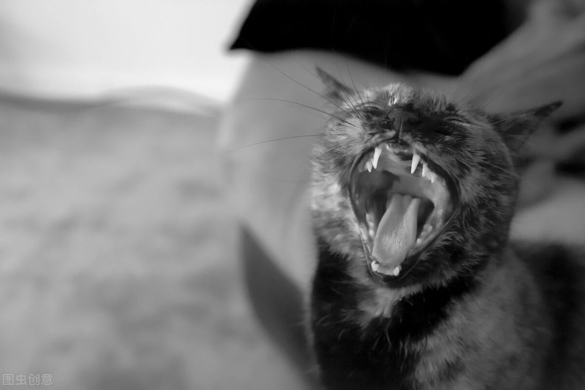 怎么给猫咪饲养环境消毒,如何饲养好银渐层猫咪