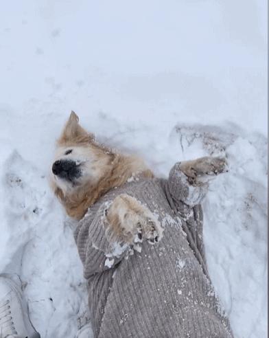 如果有一天，我的宠物不在了，怎么办？