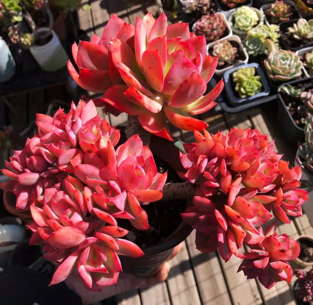 南方的多肉露养也可以很美的,东北阳台露养多肉