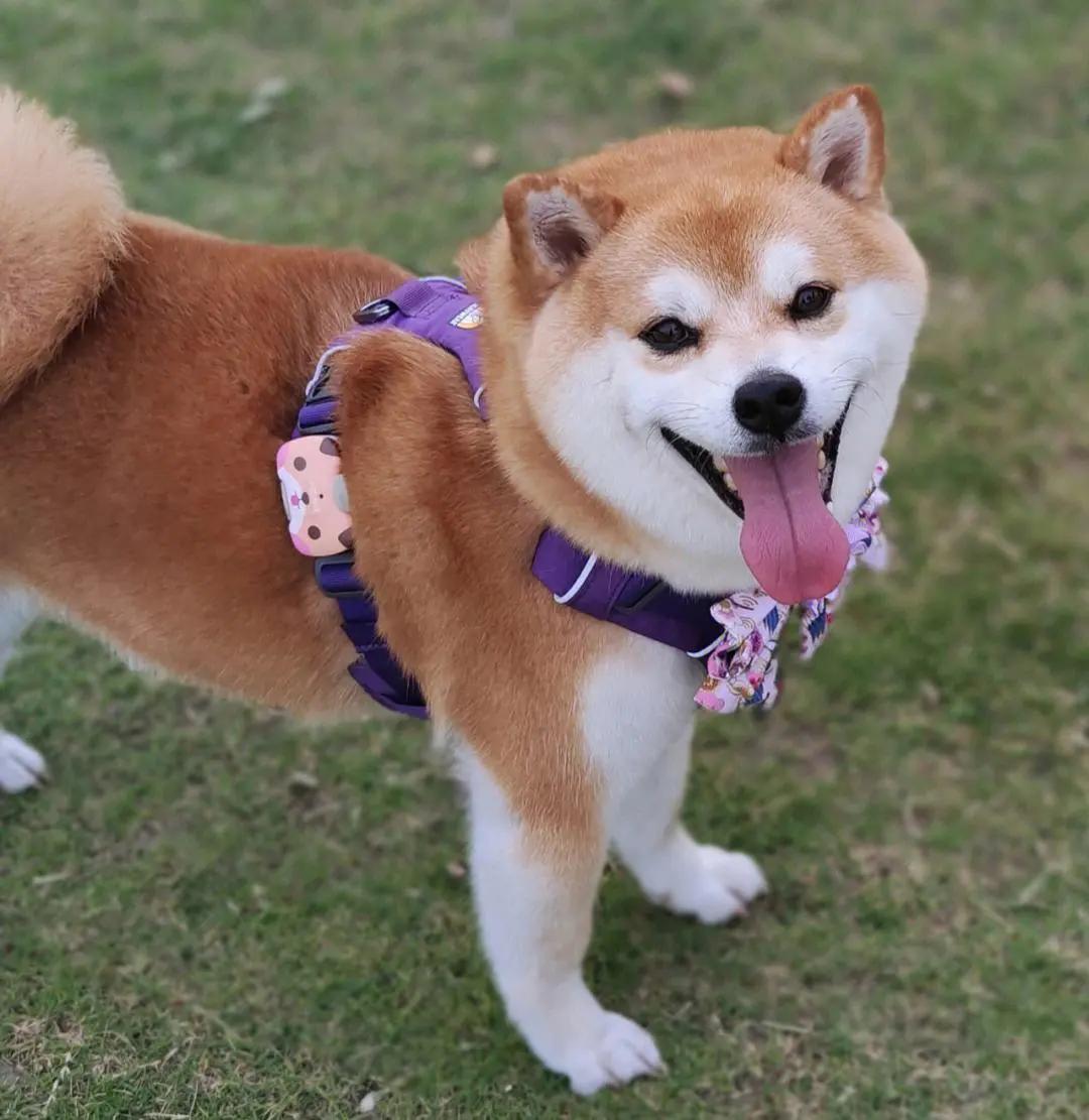 狗的名字是决定性格吗,狗狗名字的特点