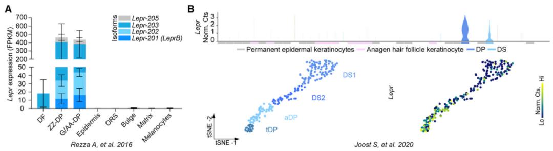 雄性激素脱发打什么针,雄性激素脱发cgf有用吗