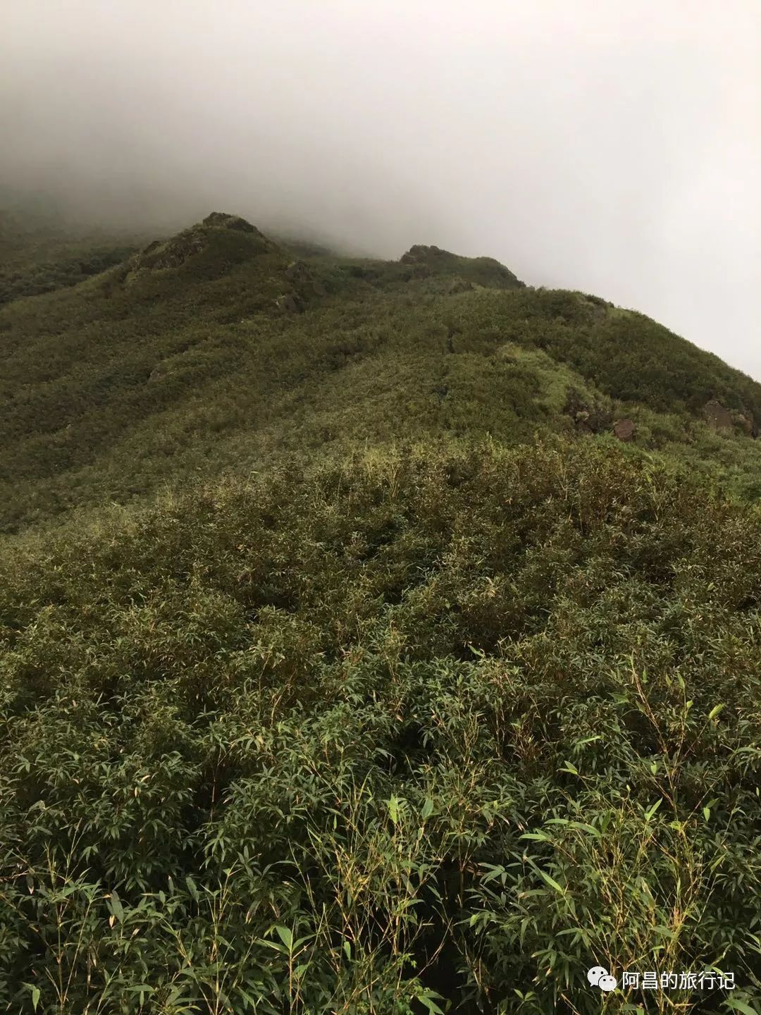 广西十万大山国家森林公园,广西十万大山国家森林公园图片