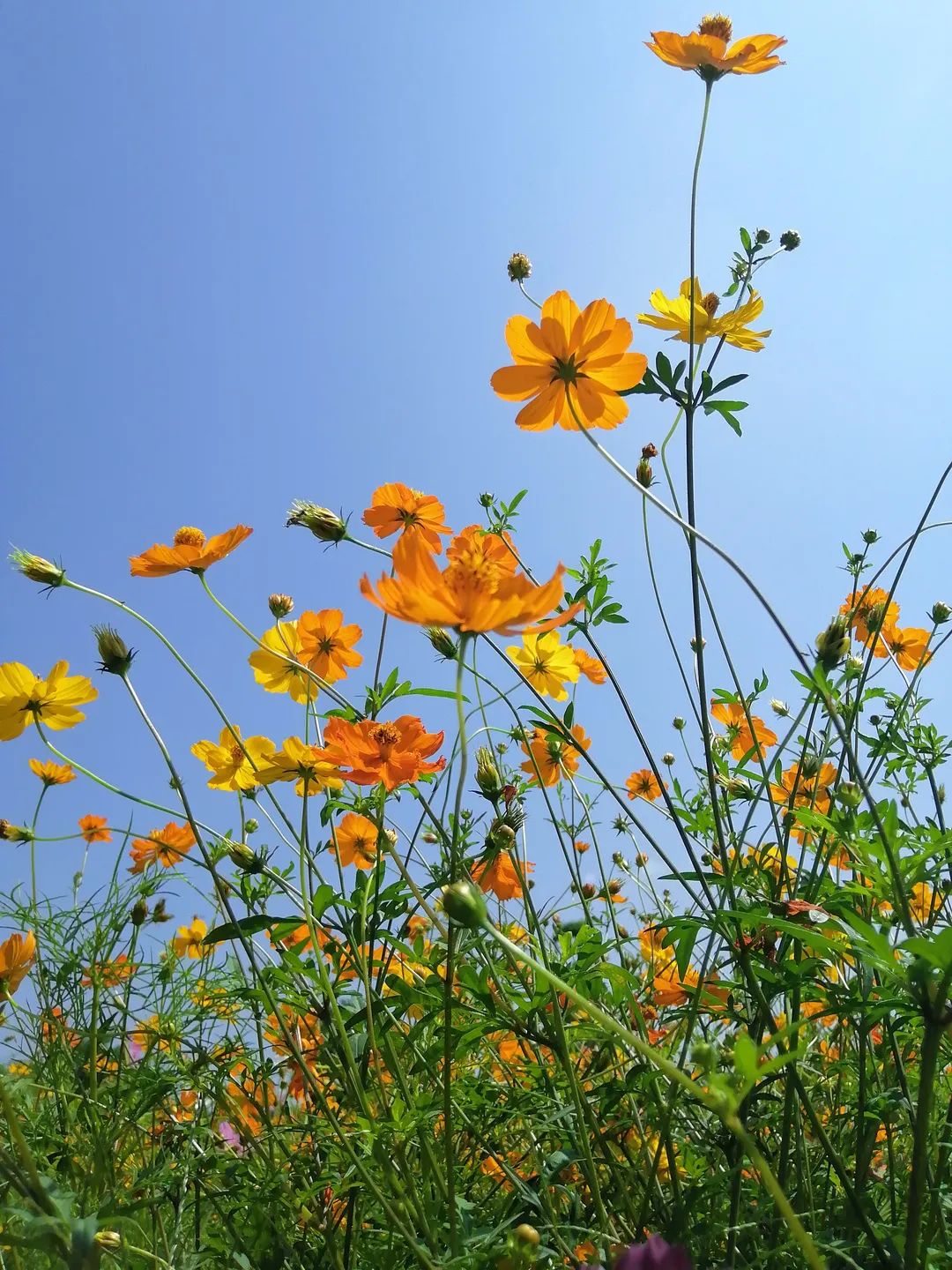 父亲节这天可以去哪玩,父亲节带父母游玩是最佳选择