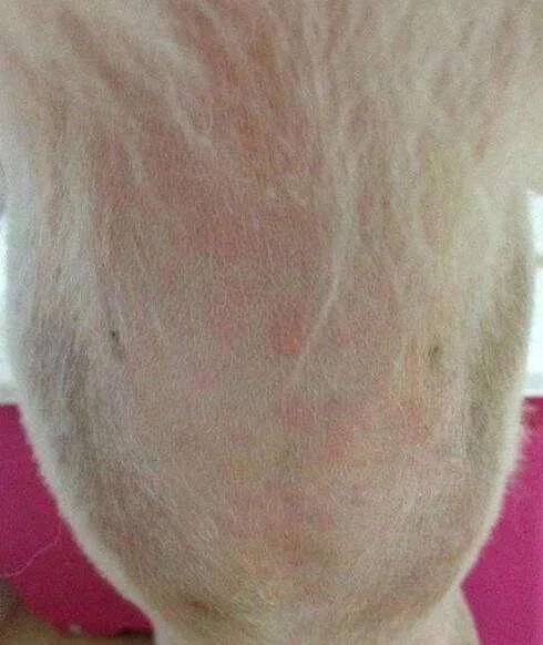 狗狗过敏源检测和脱敏,如何测狗狗过敏源