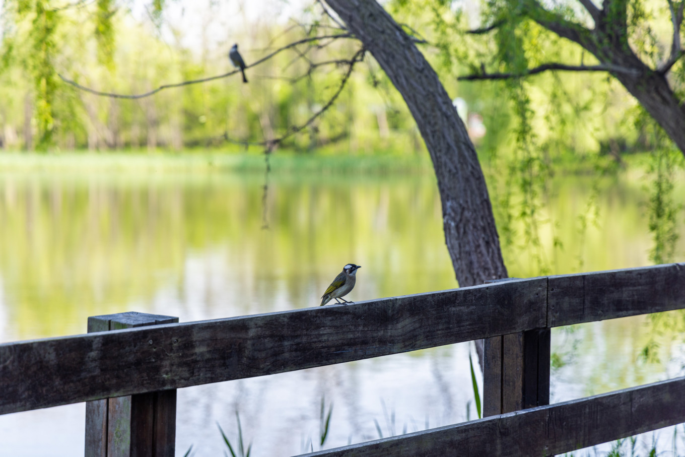 春日下江南杭州,泰州一日游攻略美食