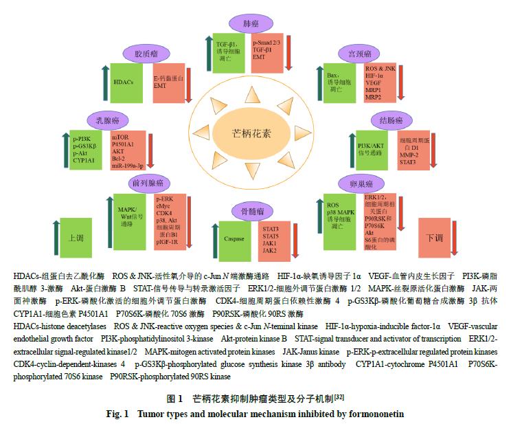 黄芪和葛根抗肿瘤吗,黄芪有抗肿瘤的功效吗