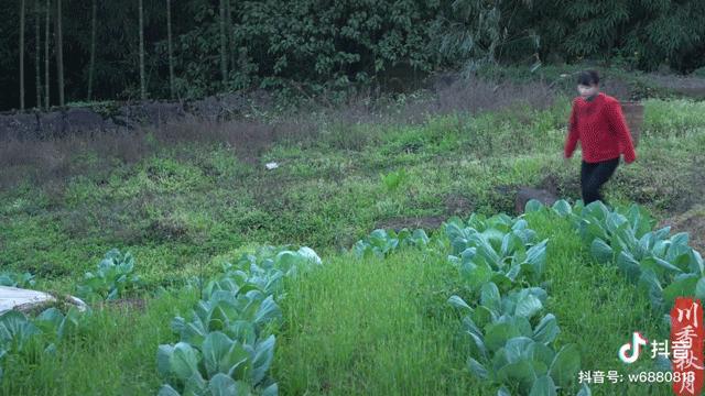 杨紫张子枫张一山,杨紫张子枫视频完整版