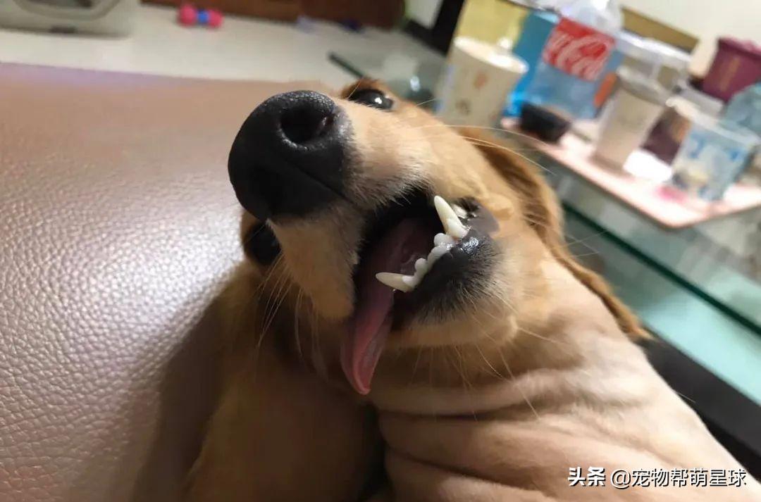 说好的爱吃肉肉，没想到养狗狗还费菜