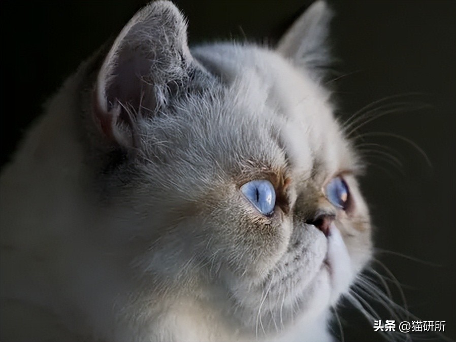 猫咪脸上有眼泪怎么办,猫咪脸上的泪痕怎么解决