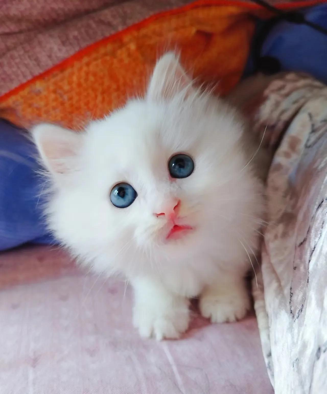 狮子猫的软肋,我家狮子猫眼睛蓝色的有点黄