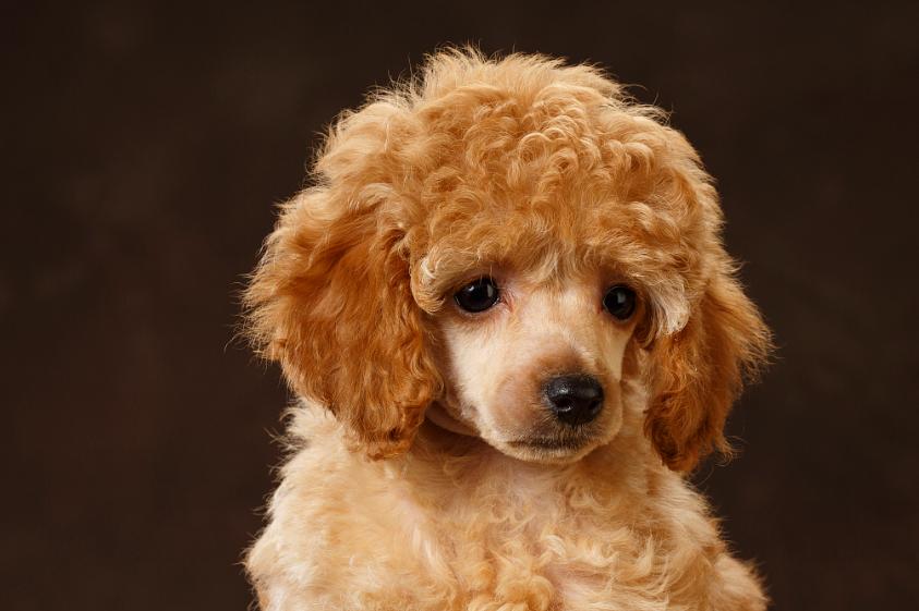 泰迪眼睛红红的睁不开怎么回事,泰迪眼睛红肿睁不开怎么办