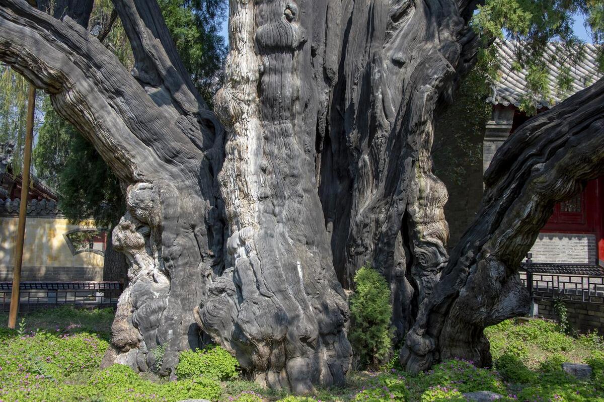 禅宗祖庭少林寺美篇,禅宗祖庭少林寺攻略