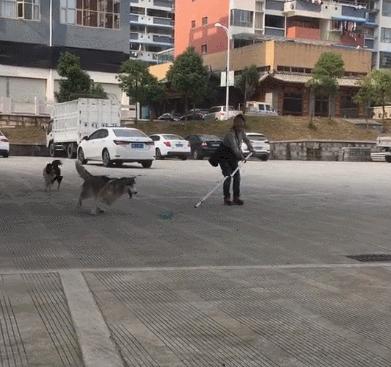 二傻子哈士奇怎么养,双血统哈士奇好养吗