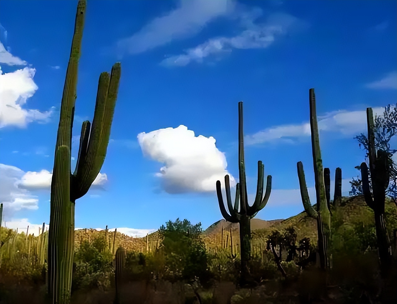 出国旅行注意这些奇葩国的奇葩规定，切勿大意，免得引火烧身！