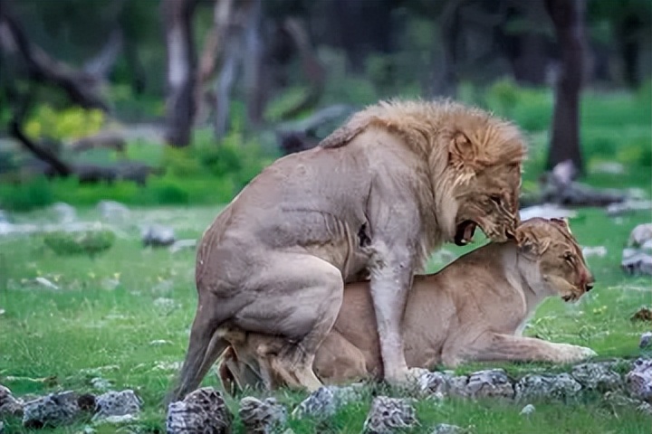 母猫交配完成后，满地打滚，甚至攻击公猫，为何“完事”就不认猫