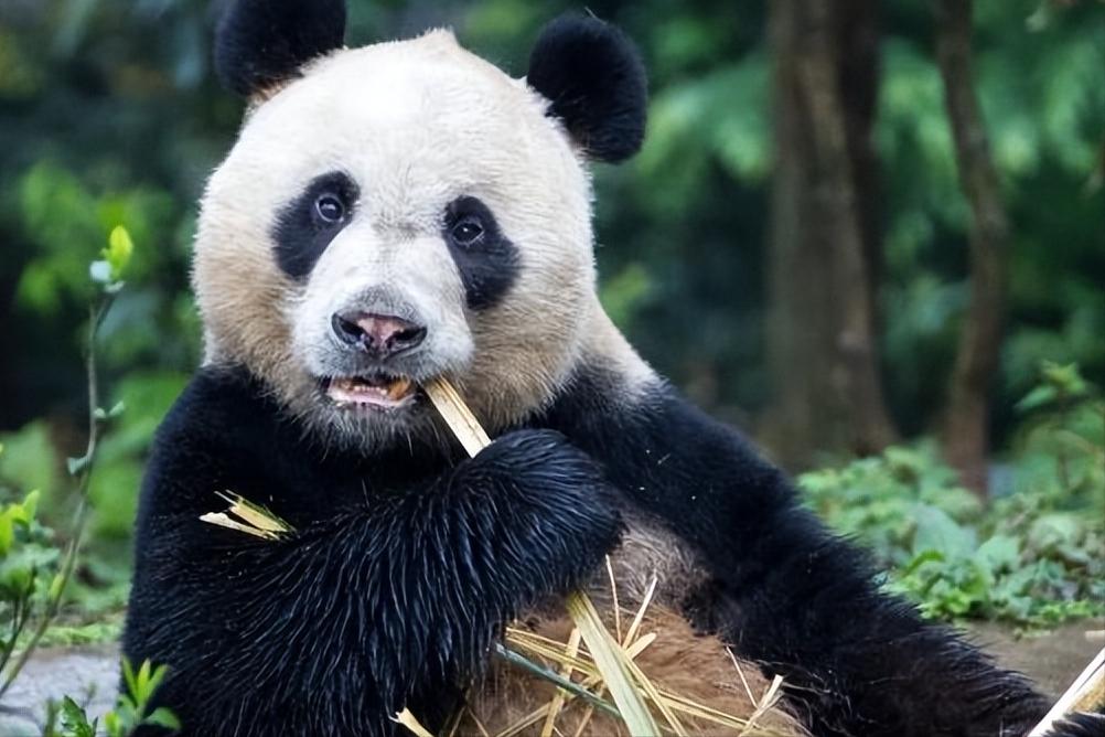 福建孕妇生下黑宝宝,福建孕妇生下熊猫宝宝抖音