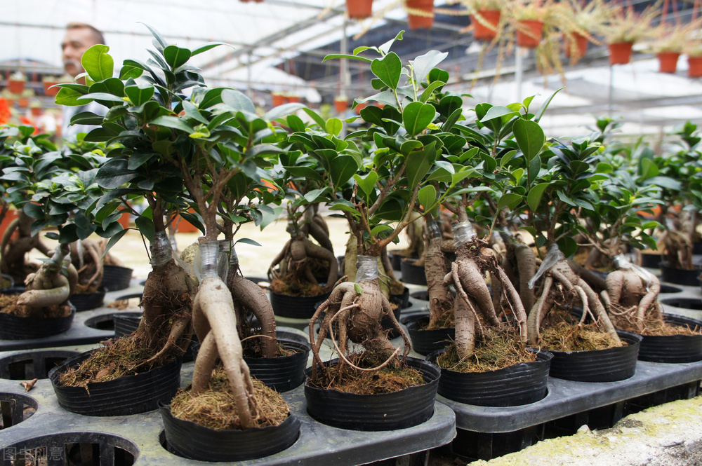 东北三宝人参鹿茸,人参貂皮鹿茸属于东北三宝吗