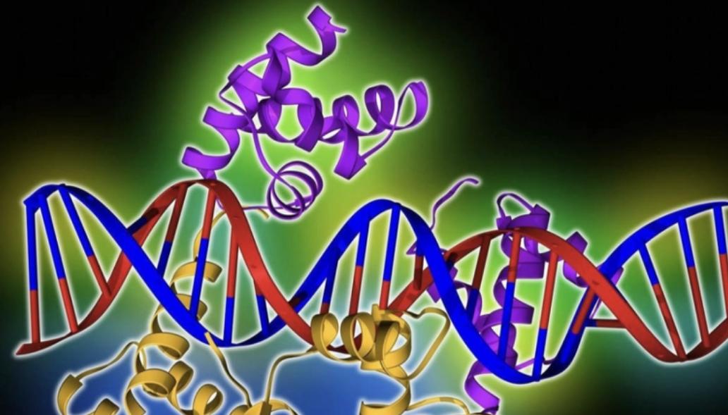 为什么日本人要杂交胚胎实验,日本人的杂交实验成功了吗