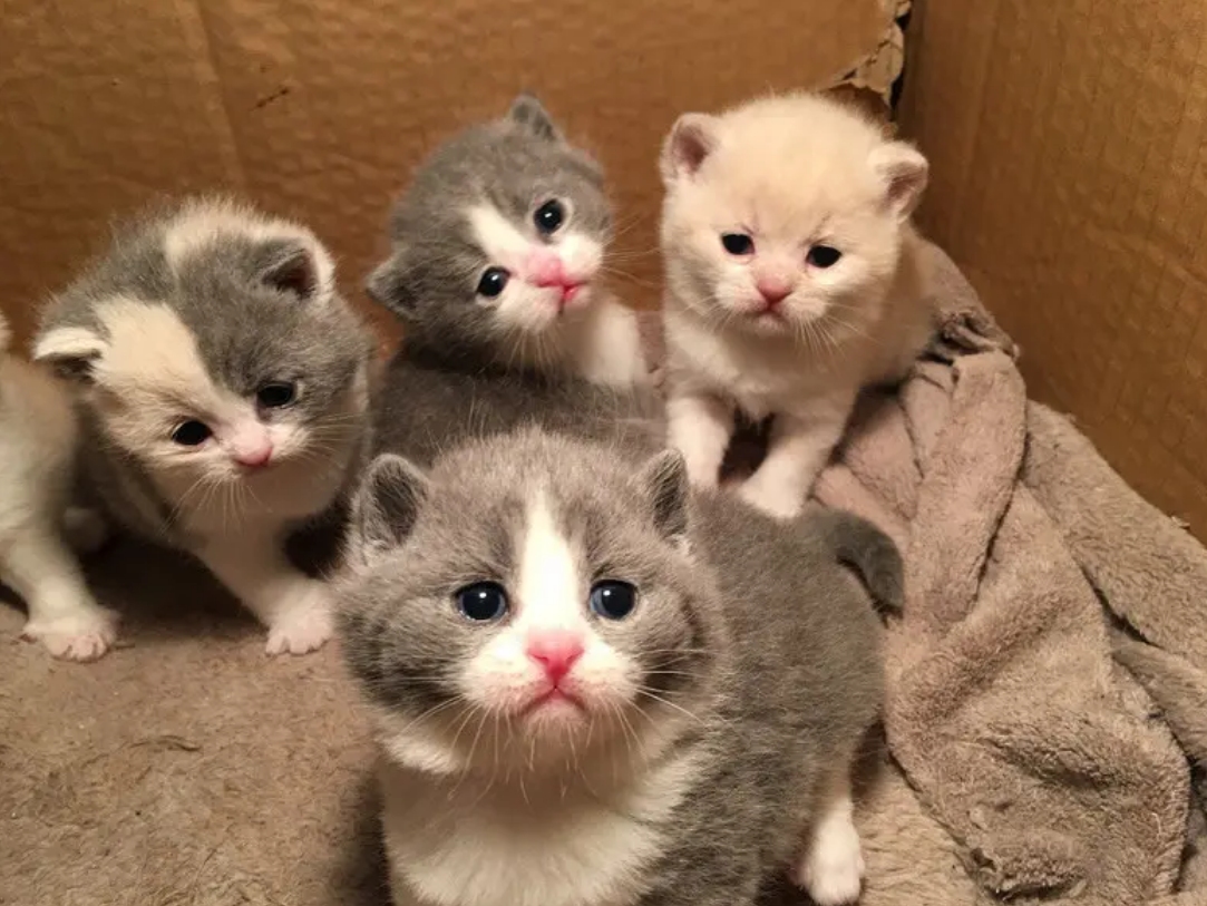 母猫交配后，为什么会满地打滚，还转头攻击雄性？