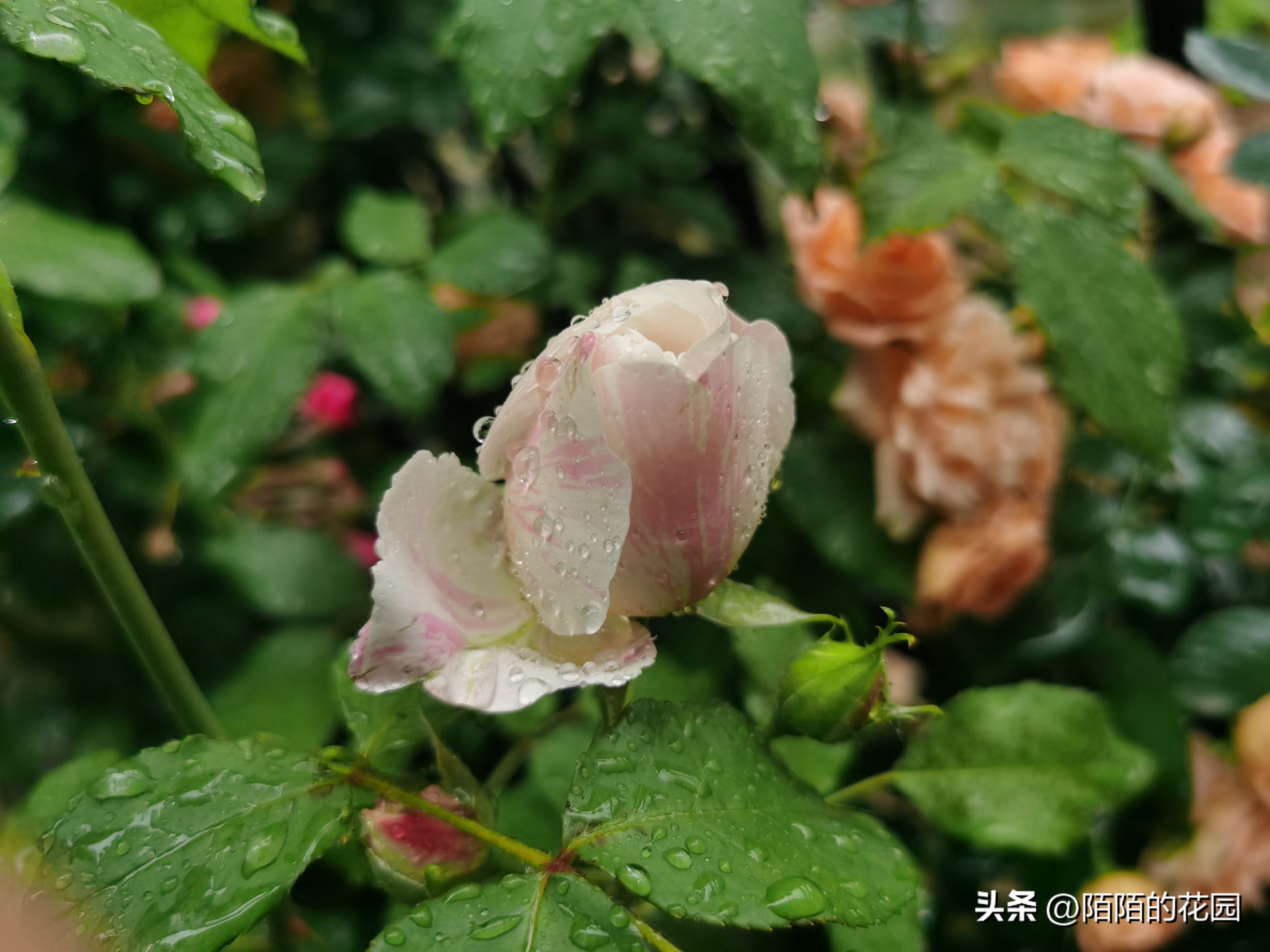 夏季浪漫月季怎么养殖,月季情书的养护