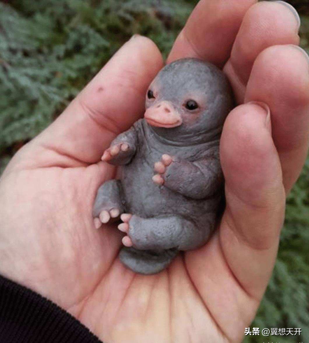 鸭嘴兽几亿年前有多可怕,2500万年前的鸭嘴兽