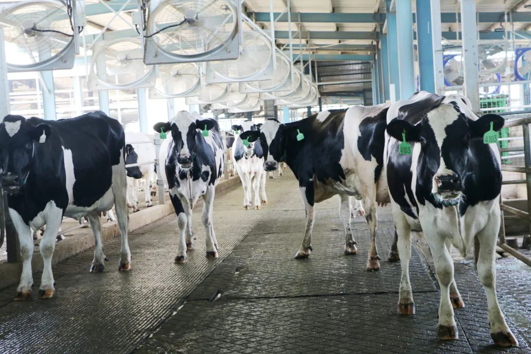 君乐宝威县乐源君享,君乐宝农场纪录片