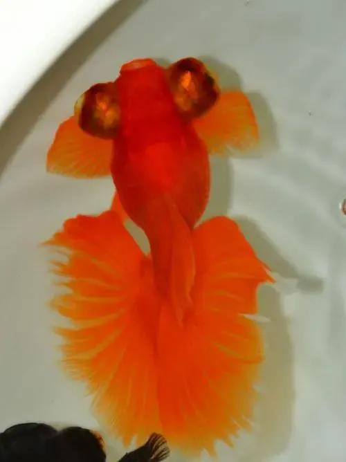 各种漂亮鱼的名称及图片,漂亮可爱的海水观赏鱼