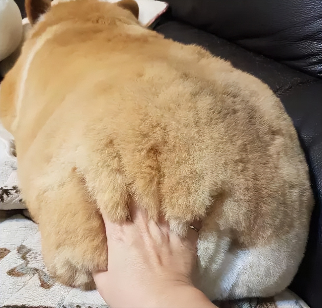 教你怎么撸狗,花式撸狗大法