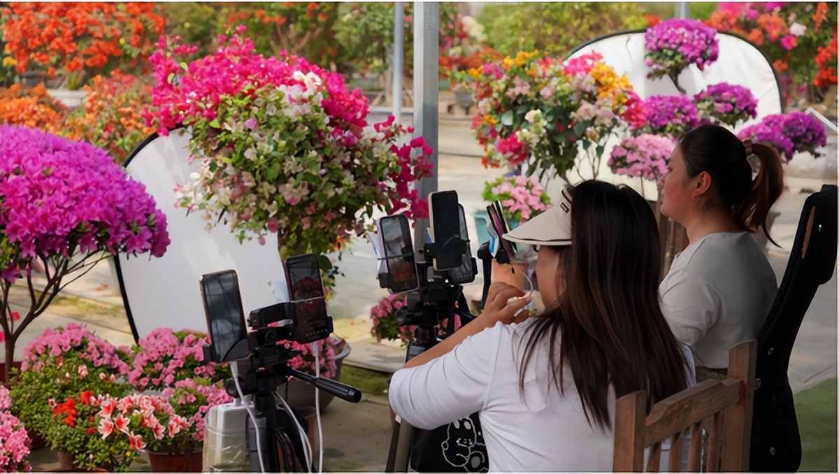 沭阳花木电商扶持,沭阳县颜集镇花木电商