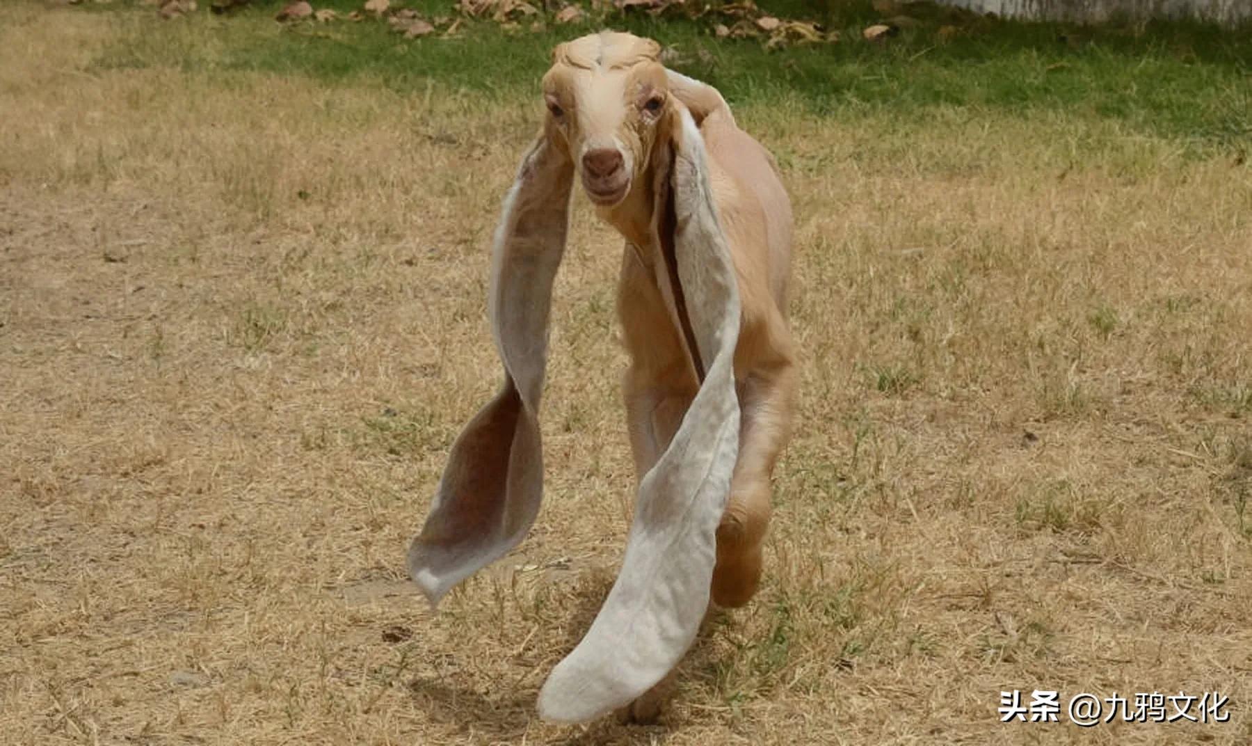 巴基斯坦大耳山羊多少钱一只,巴基斯坦黑宝石山羊