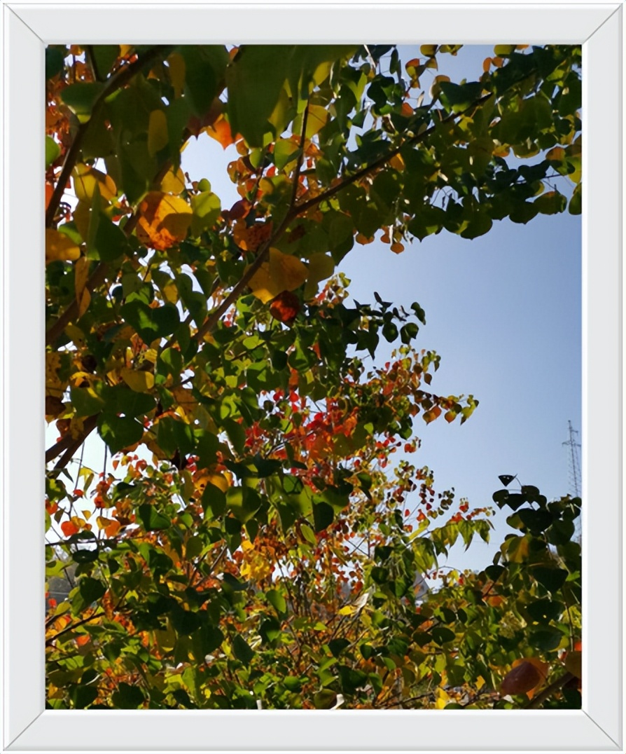 中国千年银杏谷住宿,中国千年银杏谷